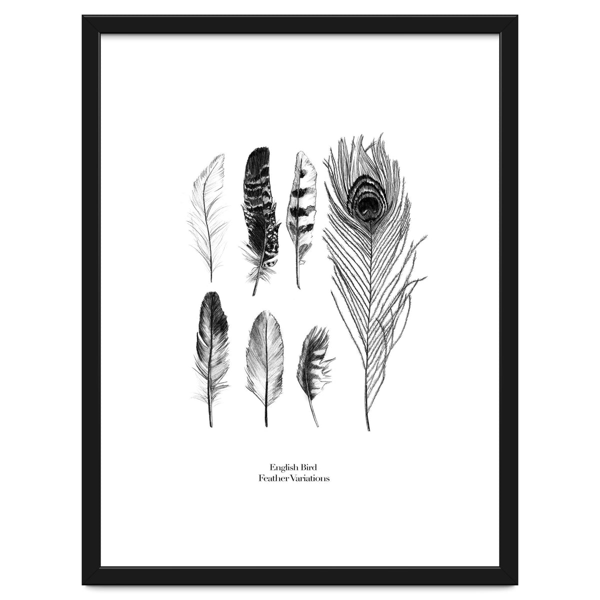 English Feather Variations