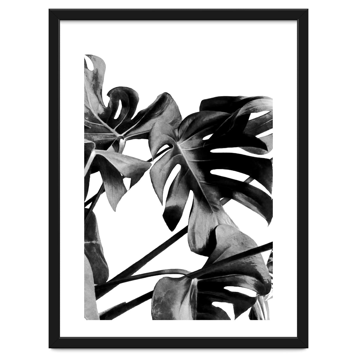 Monstera Black And White 06
