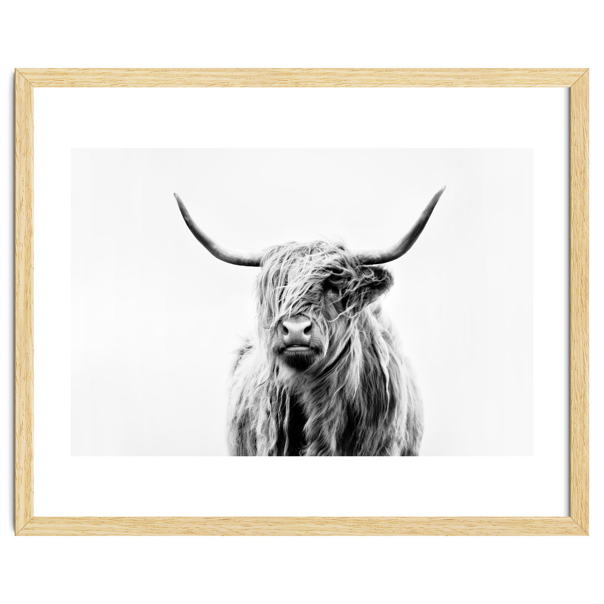 Portrait of a Highland Cow II