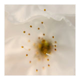 Milk Blossom (Print Only) thumbnail