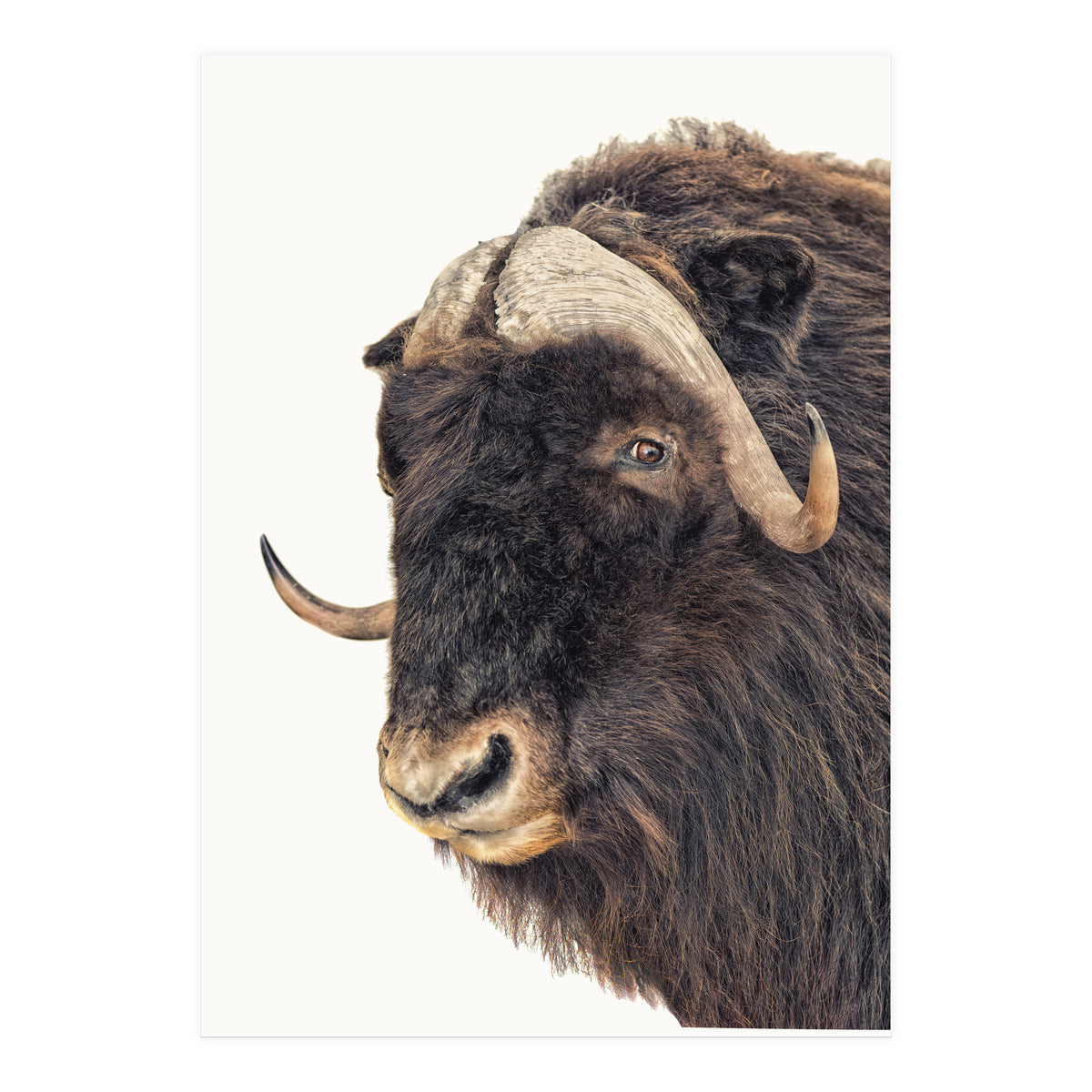 Cc Animal 02 (Print Only)