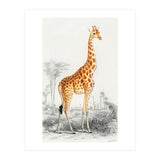 Giraffe illustration (Print Only) thumbnail