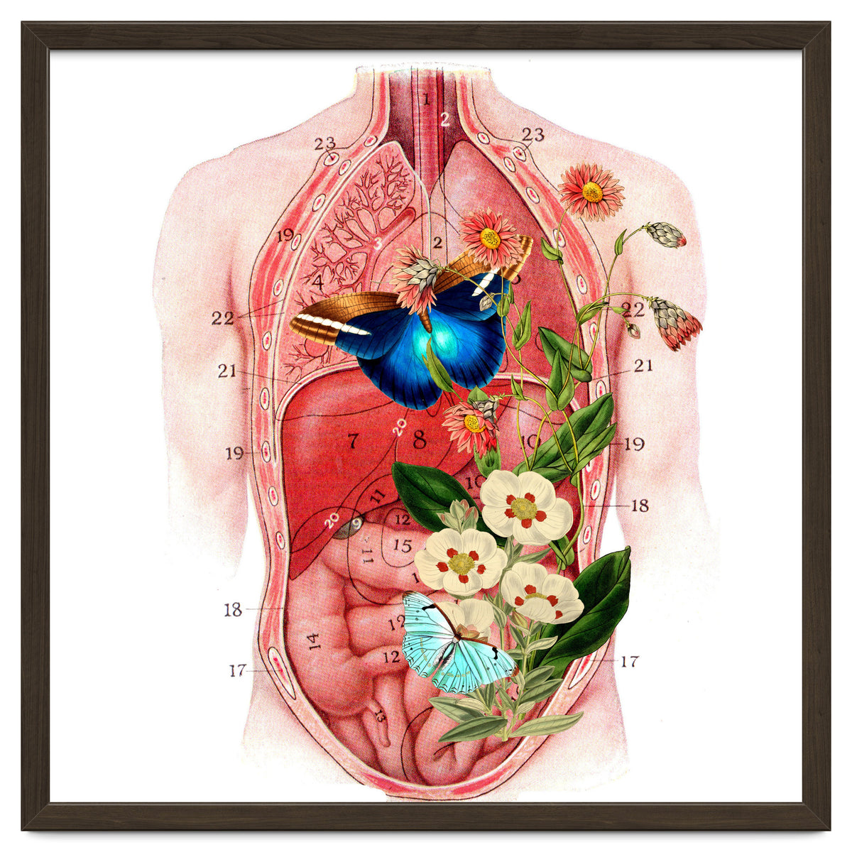 Butterflys In The Belly Makes Flower Grows