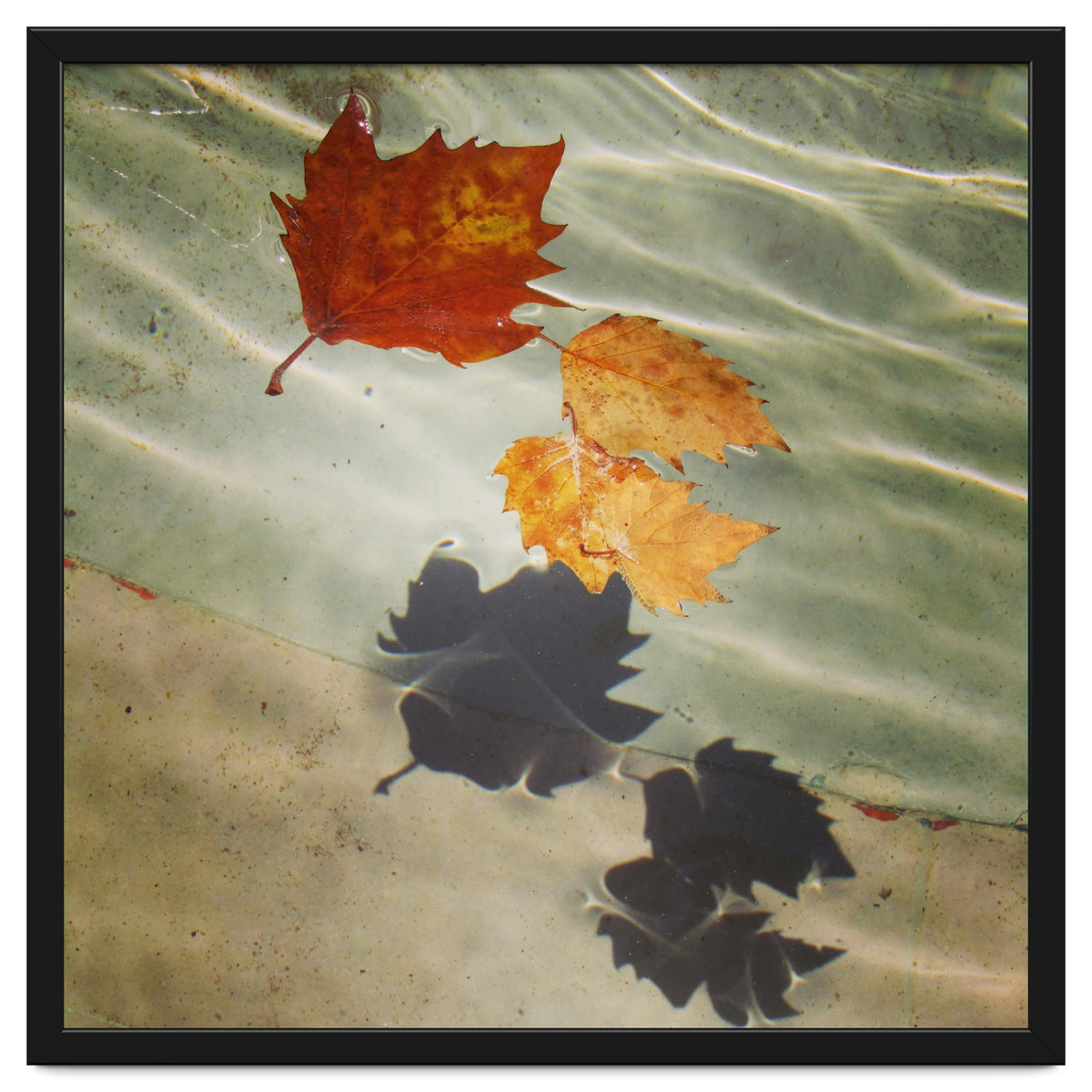 Floating leaves