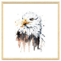 Bald Eagle - Wildlife Collection
