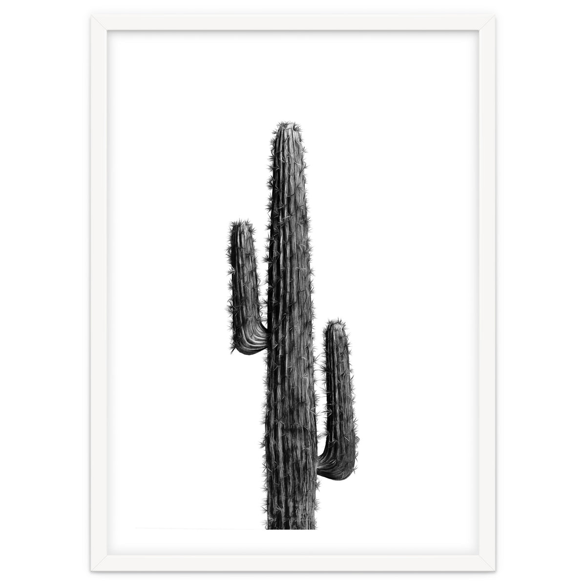 Cactus Black and White 01