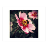 Wind Flower (Print Only) thumbnail
