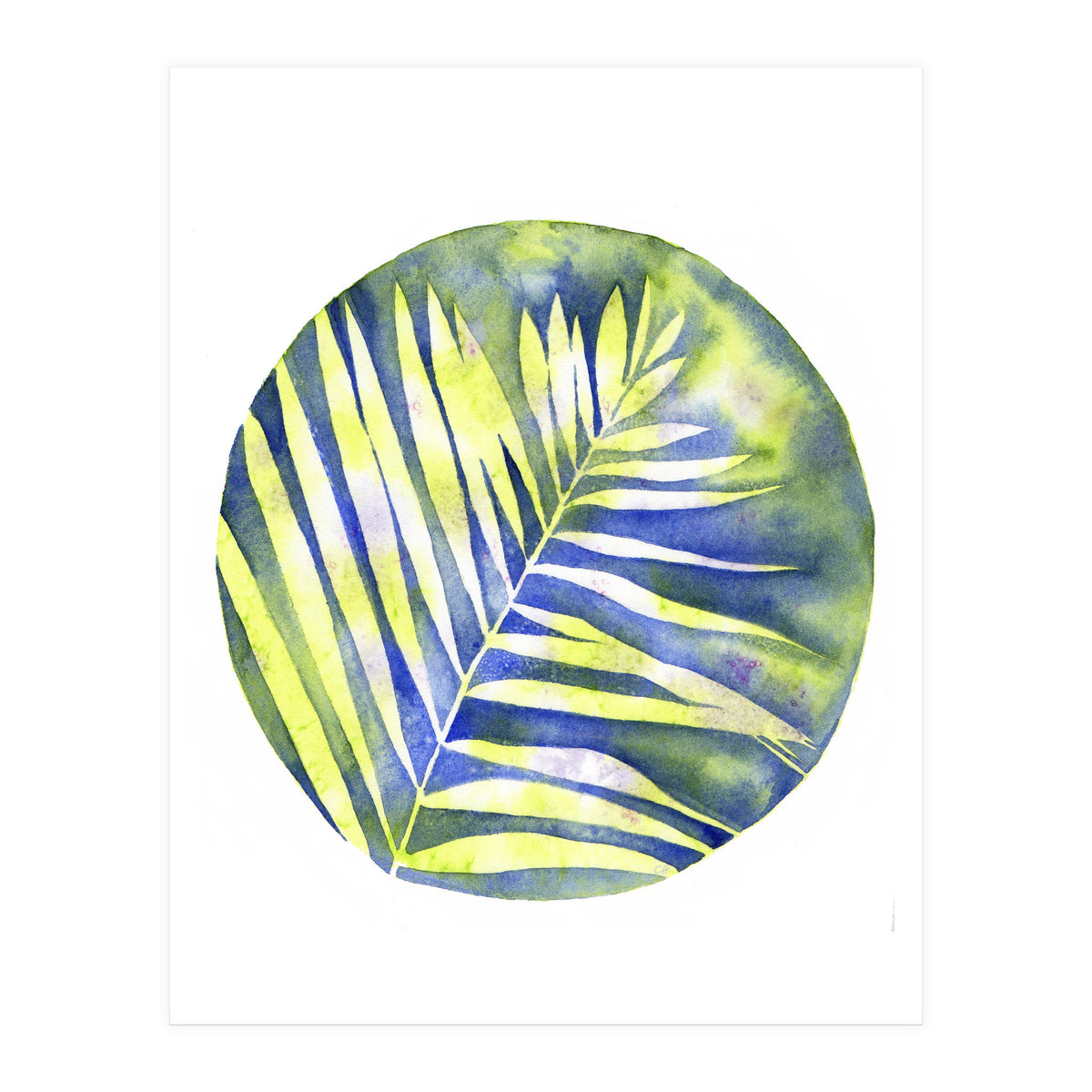 Fern Shadows Std (Print Only)