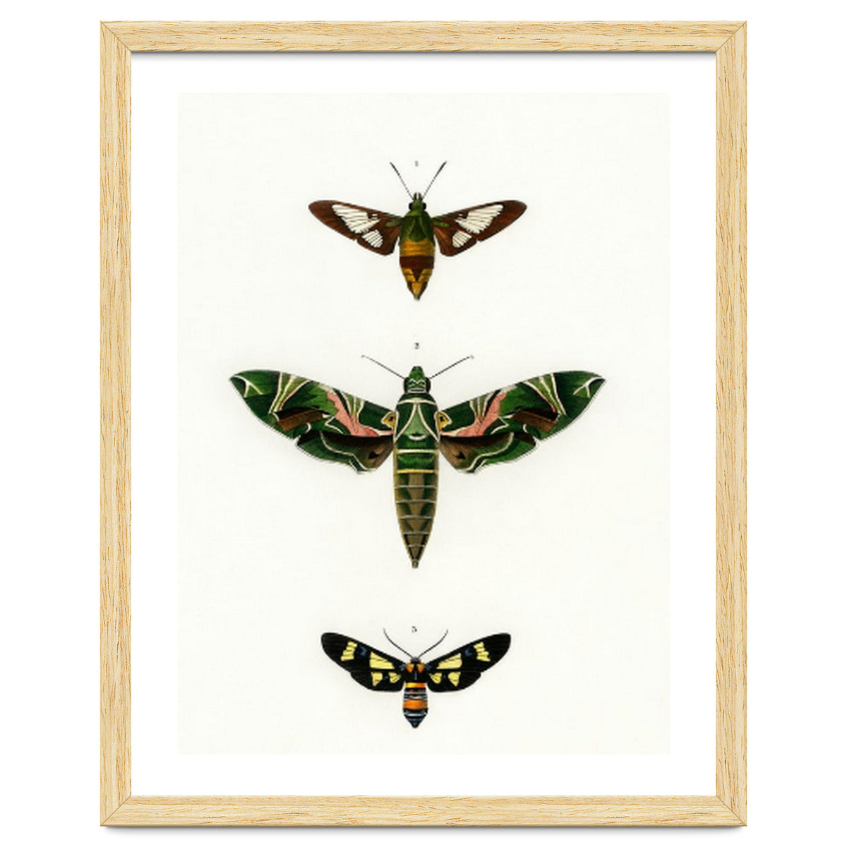 Different types of moths illustrated