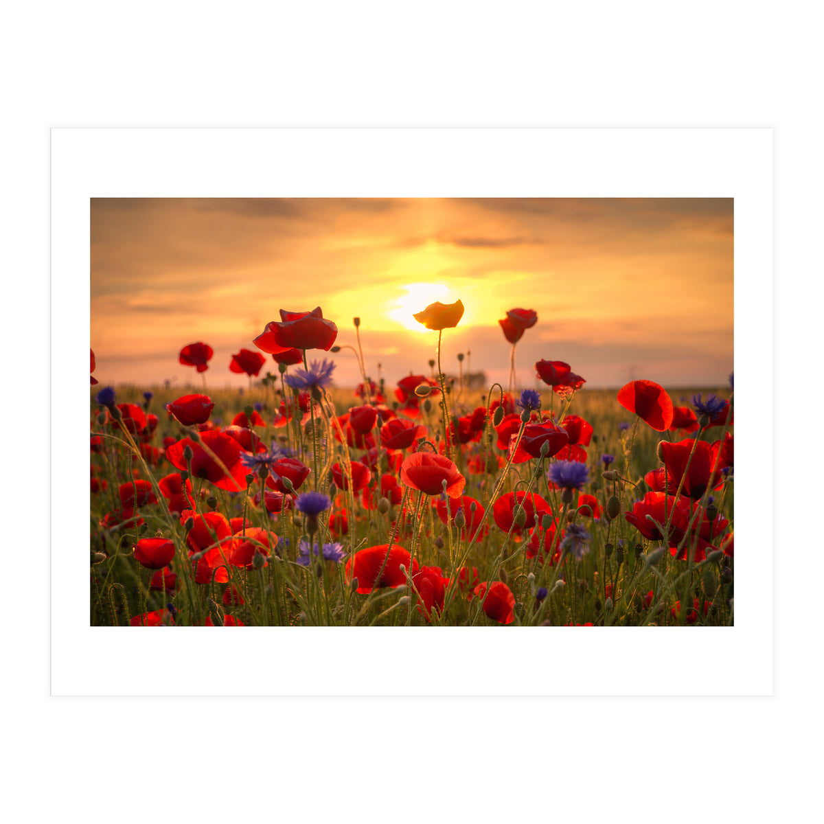Poppies Sunset (Print Only)