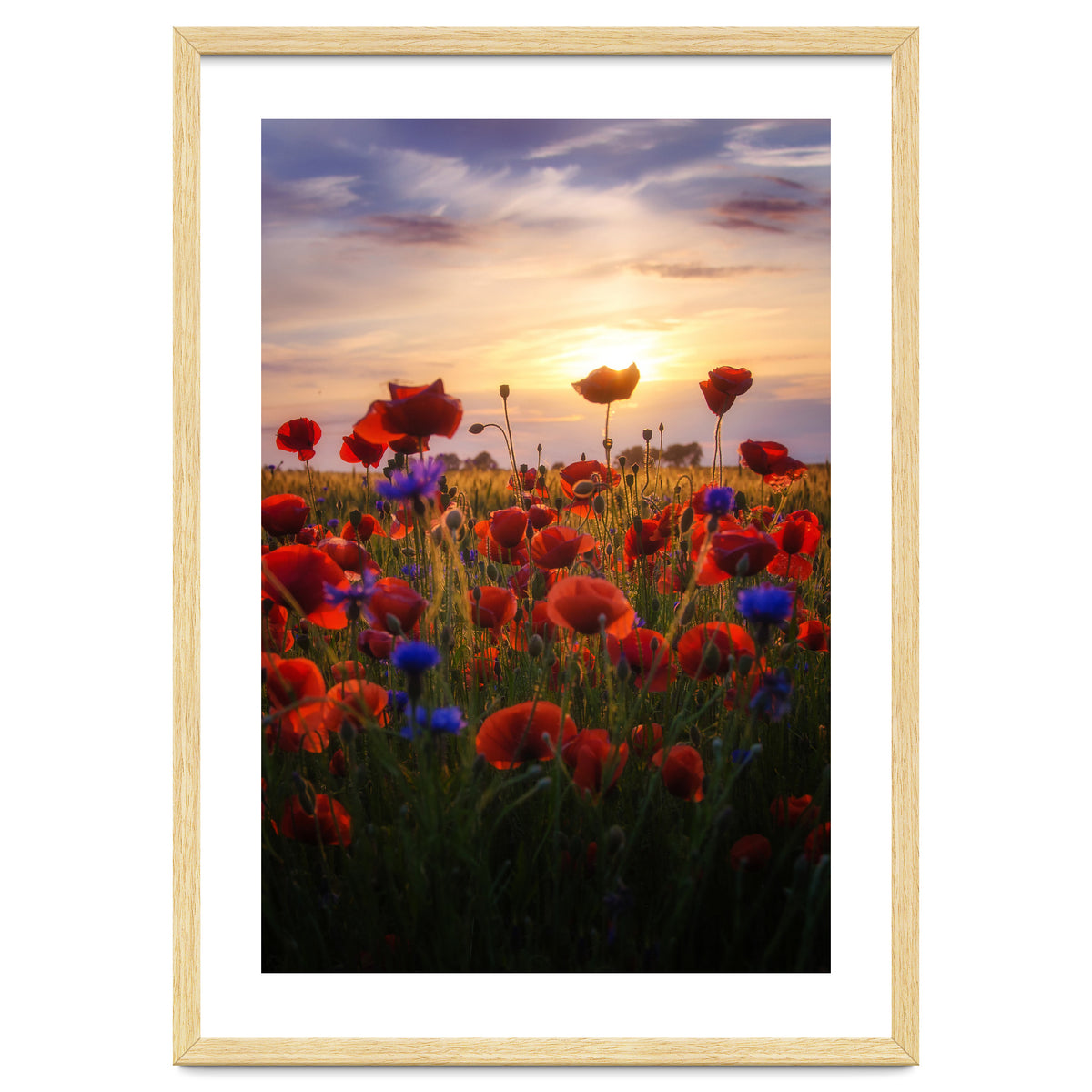 Poppiesfield at Sunrise