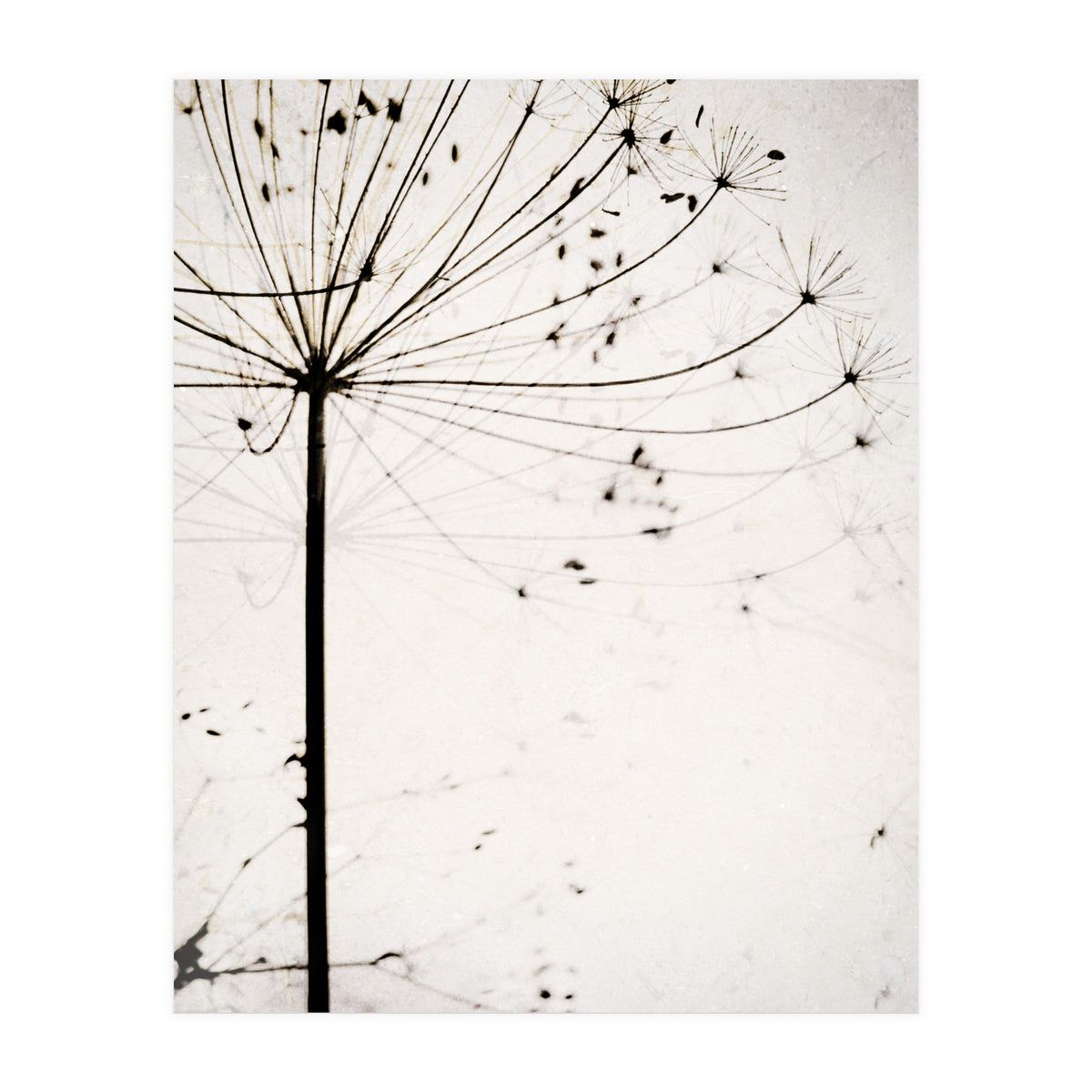 Herbstblume (Print Only)