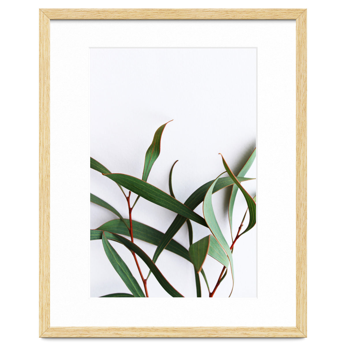Green Eucalyptus leaves