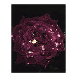 Shining Red Rose (Print Only) thumbnail
