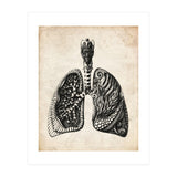 Lungs Anatomy (Print Only) thumbnail