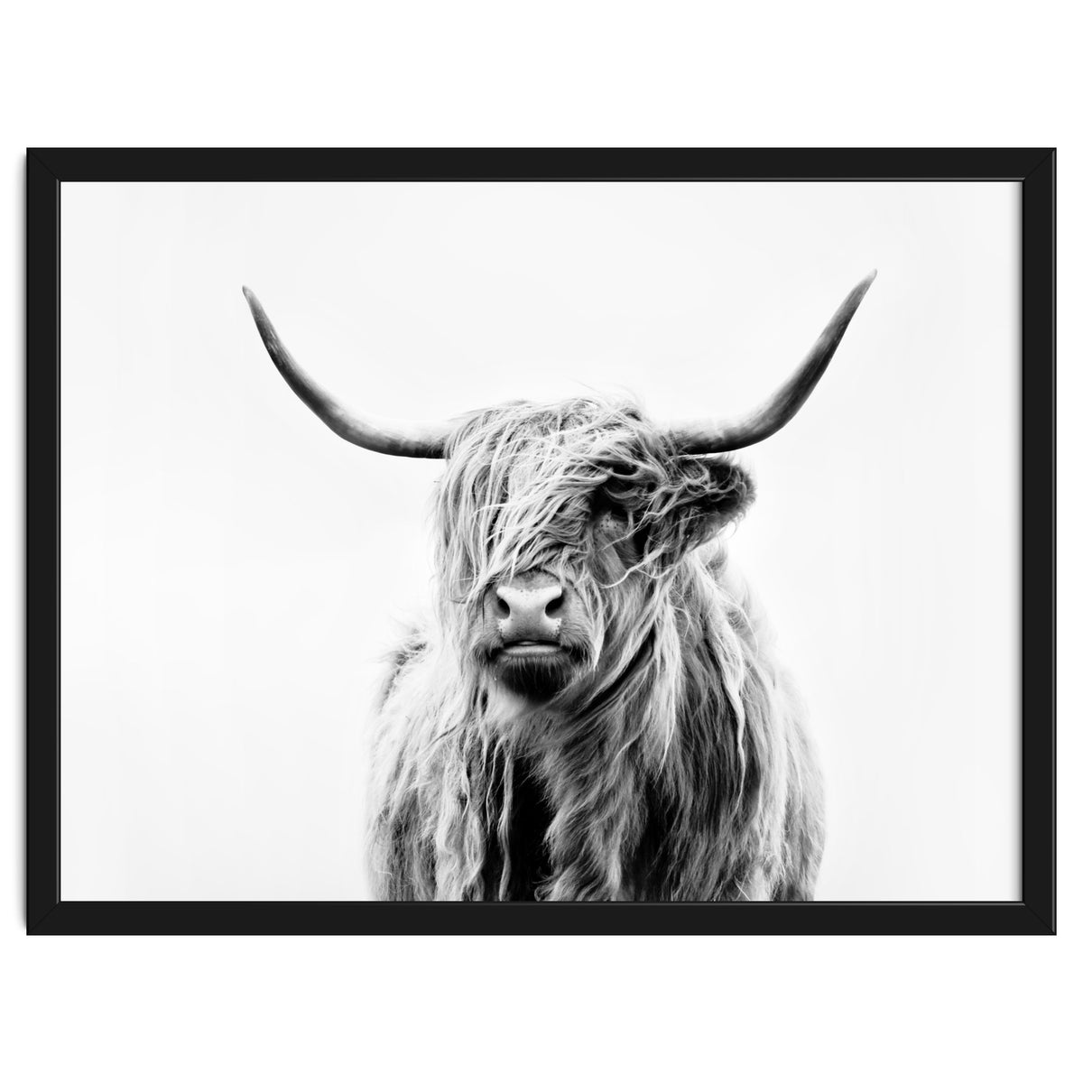 Portrait of a Highland Cow II