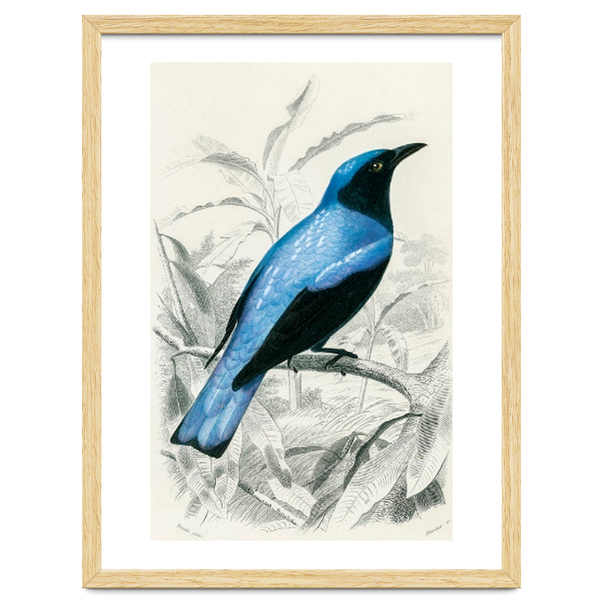 Square-tailed drongo illustrated