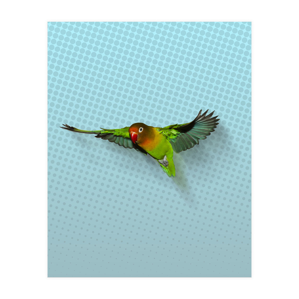 Flying lovebird (Print Only)