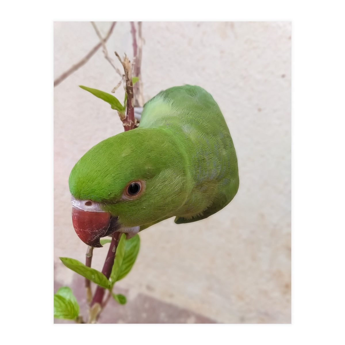 Cute Parrot (Print Only)