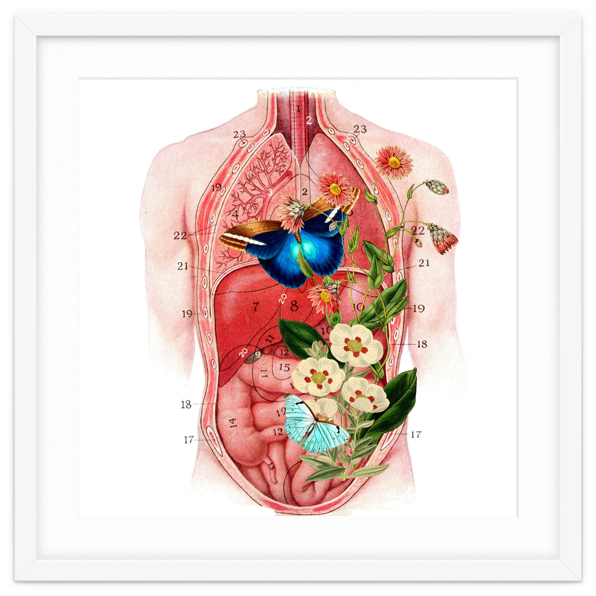 Butterflys In The Belly Makes Flower Grows