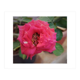 Blooming Red Rose (Print Only) thumbnail