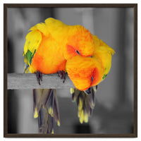 Two sun conures