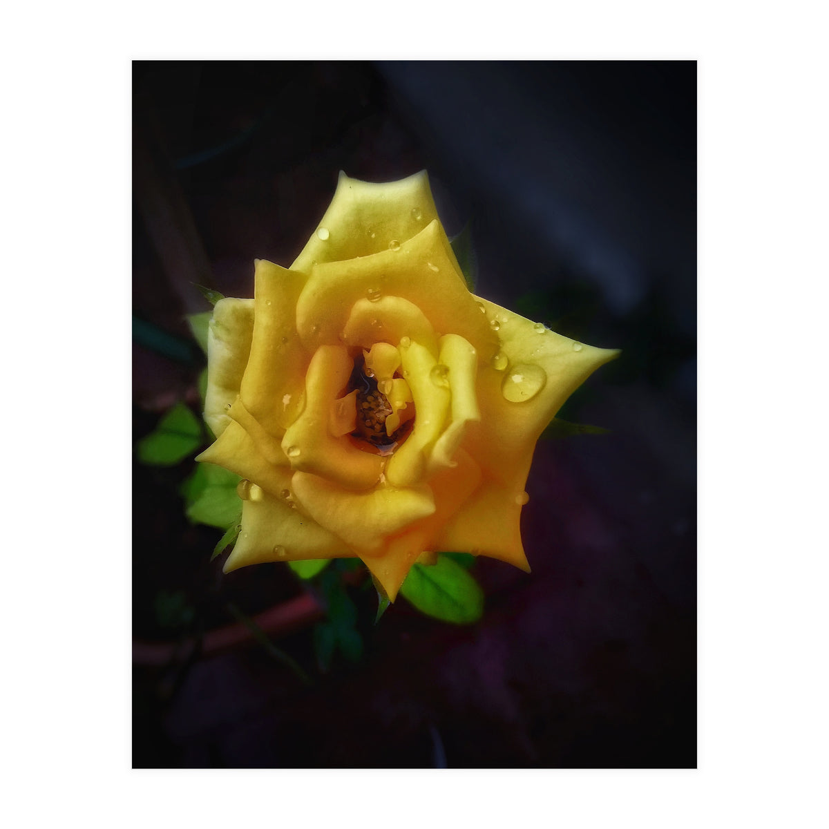 Yellow Flora (Print Only)