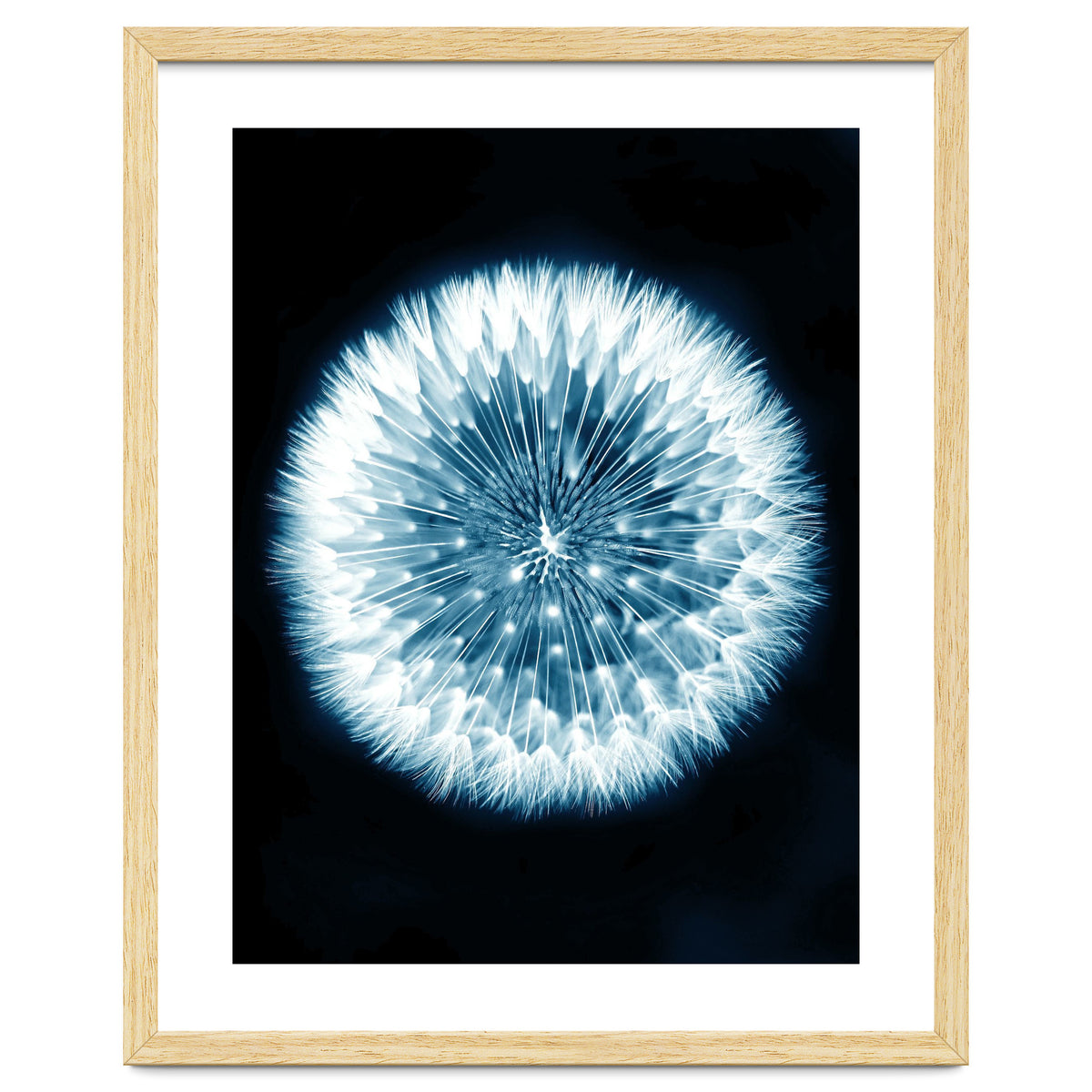 Taraxacum Officinale