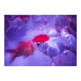 Golden Fish (Print Only) thumbnail
