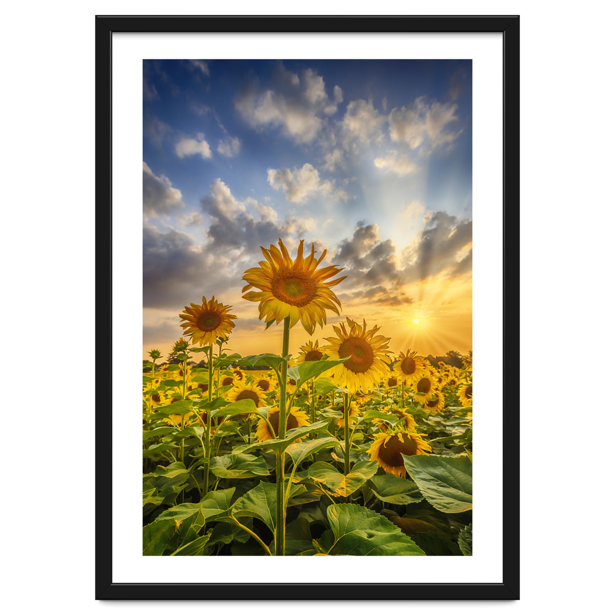 Sunset with beautiful sunflowers
