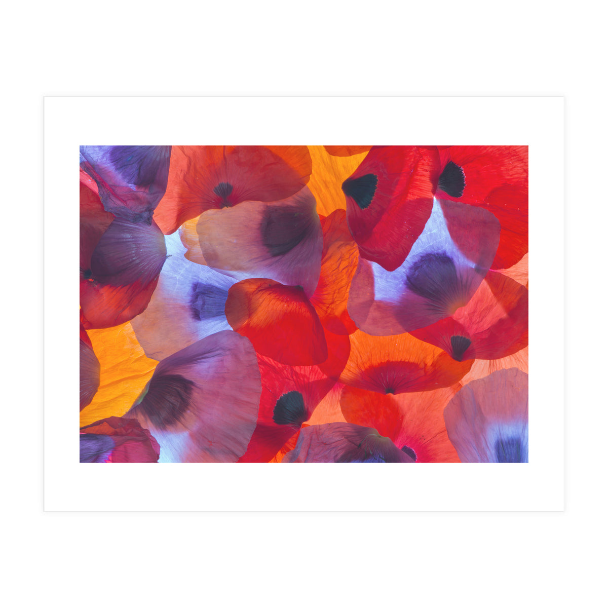 Poppy Petals (Print Only)
