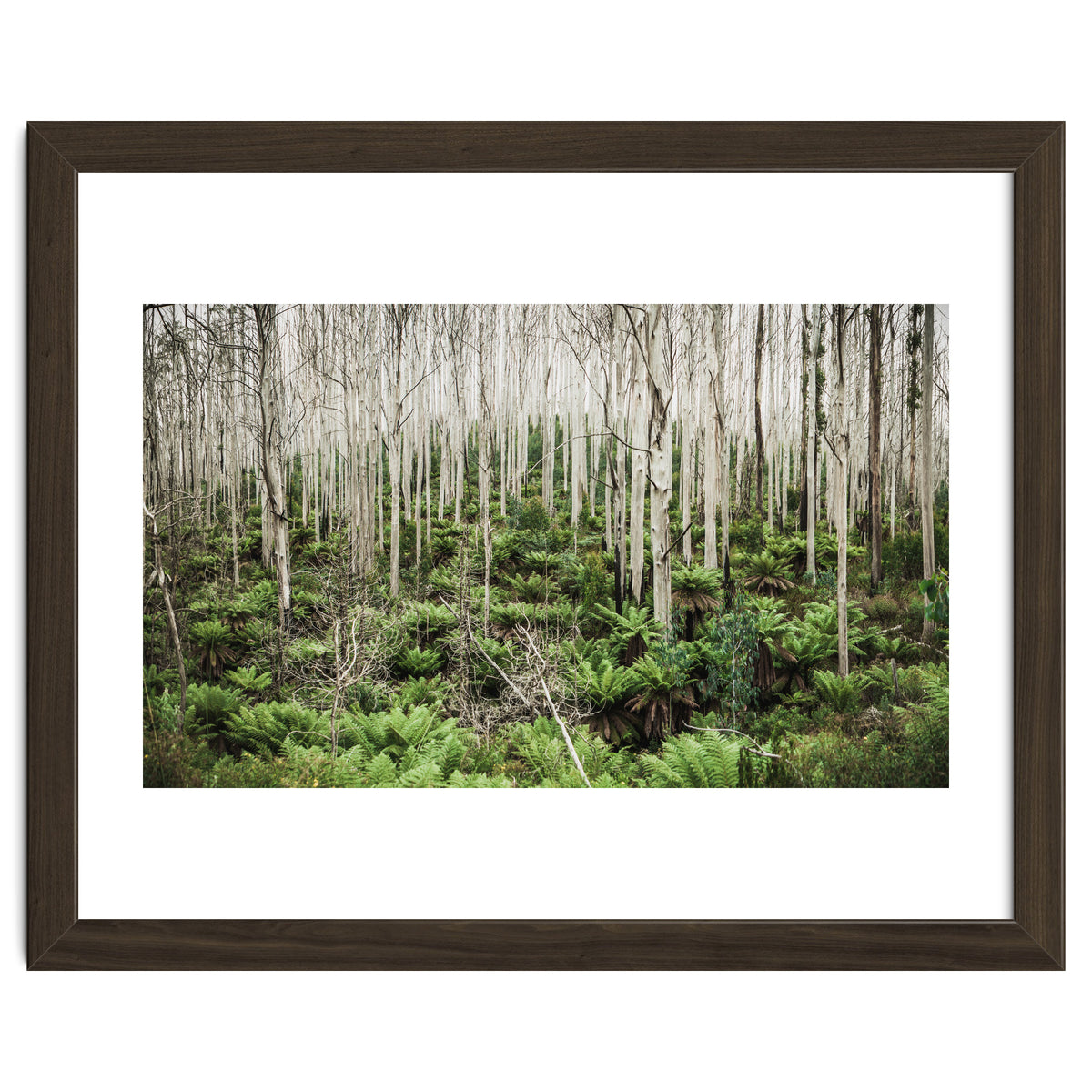 Forest After The Fire