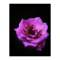 Closeup Pink Rose (Print Only)