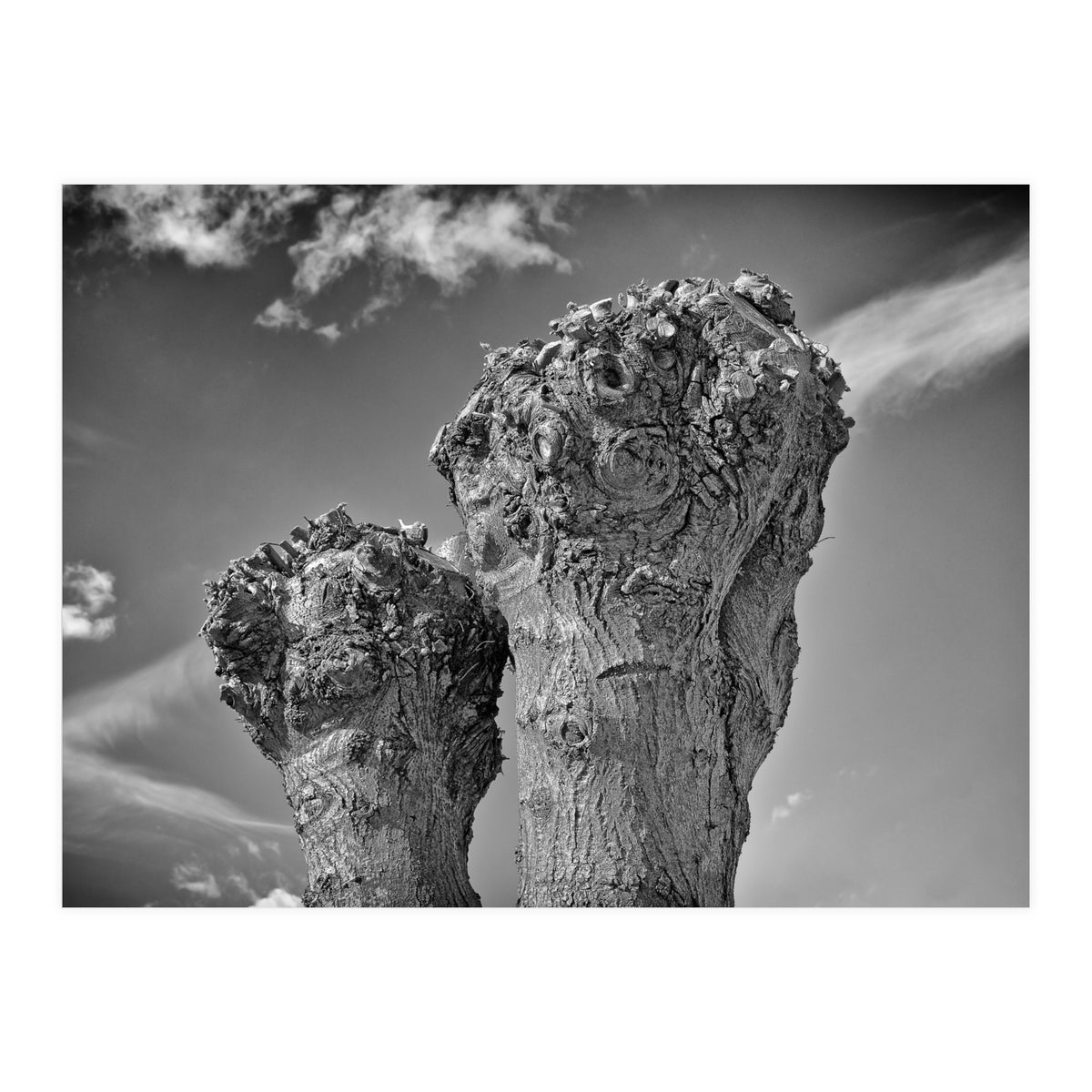 Cut down 2 (Print Only)