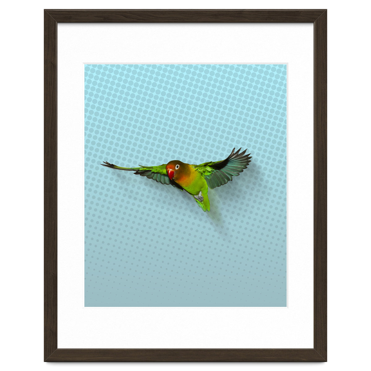 Flying lovebird