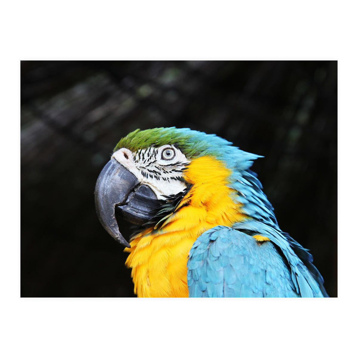 Parrot (Print Only)