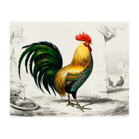 Cock illustrated (Print Only)