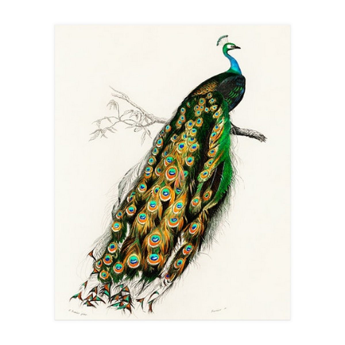 Indian peafowl illustrated (Print Only)