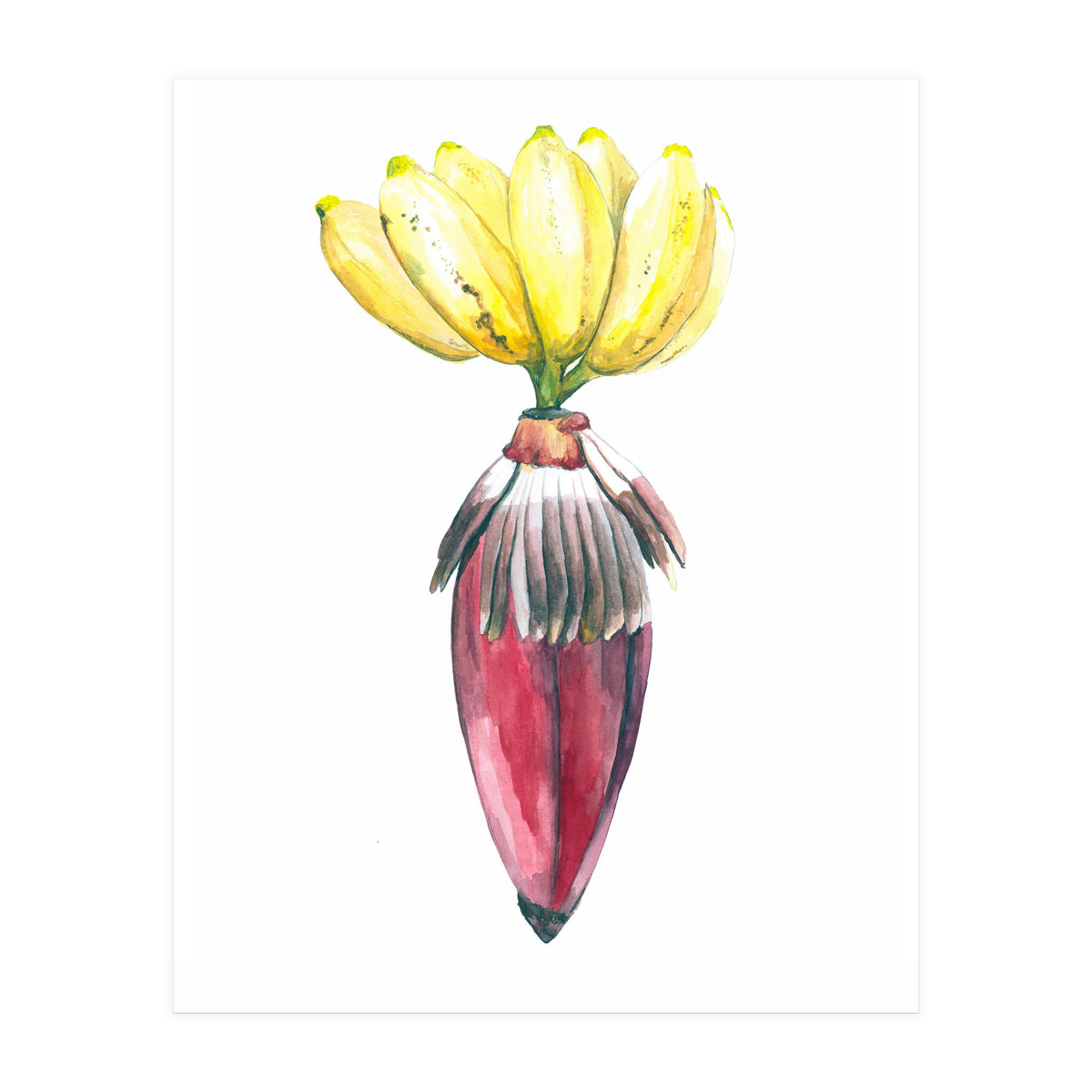 Botanical Illustration Banana (Print Only)