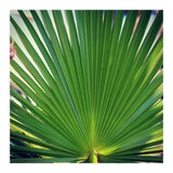 palm leaf (Print Only) thumbnail