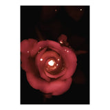 Lighting Rose (Print Only) thumbnail