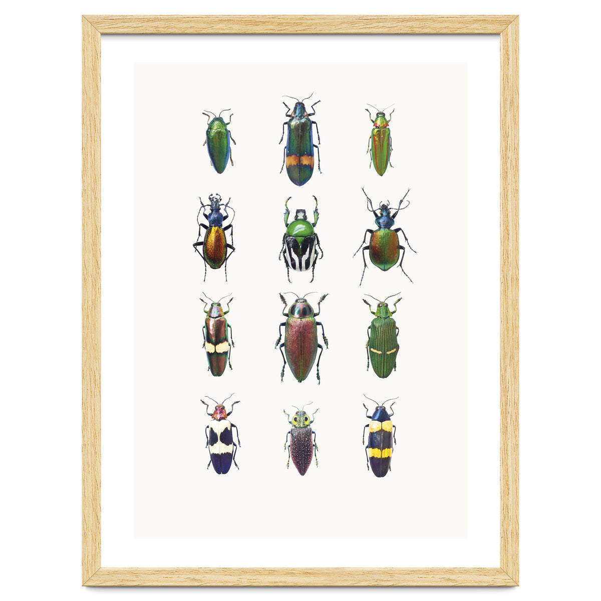 Cc Insects 03