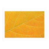 Autumn Leaf (Print Only) thumbnail