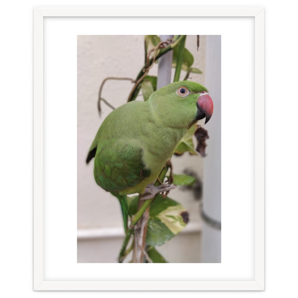 Dazzling Indian Parrot