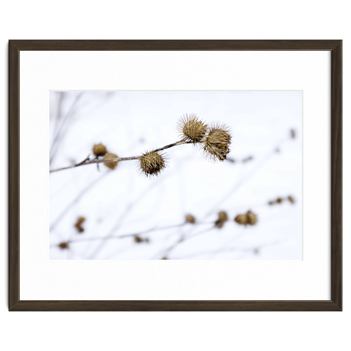 Winter Thistles