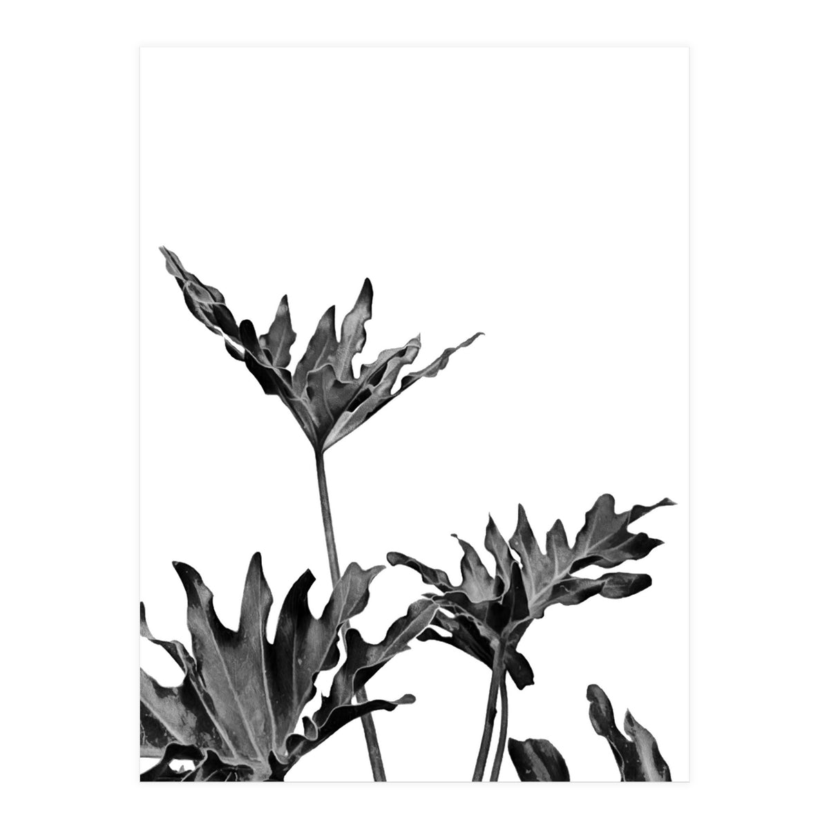 Monstera Black And White 08 (Print Only)