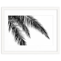 Palm Leaves