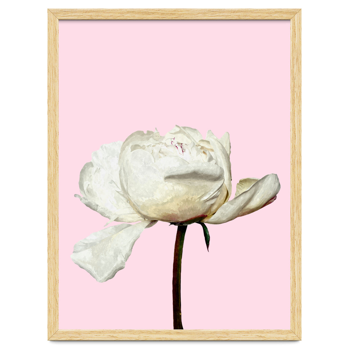 White Peony Pink Background