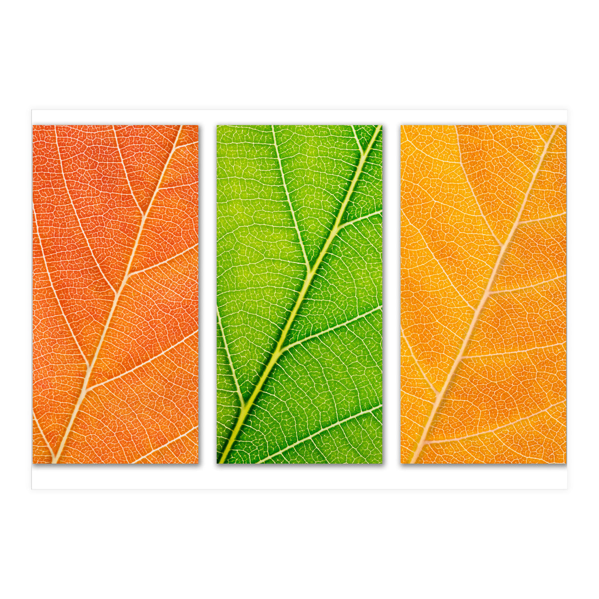 Autumn Leaves (Print Only)