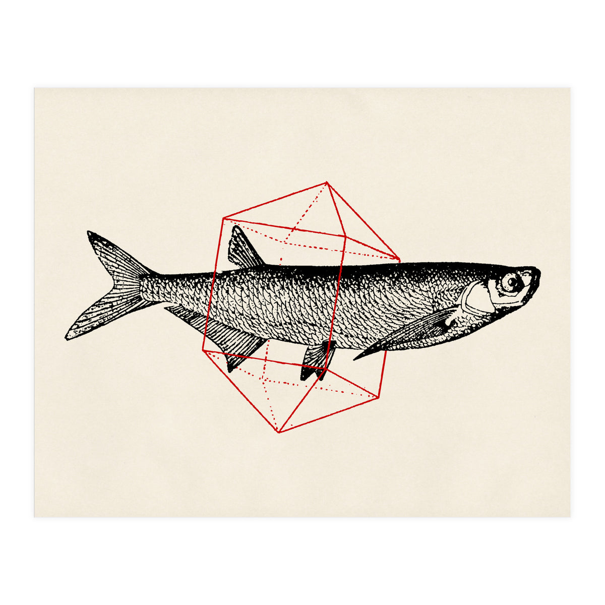 Fish In Geometrics II (Print Only)
